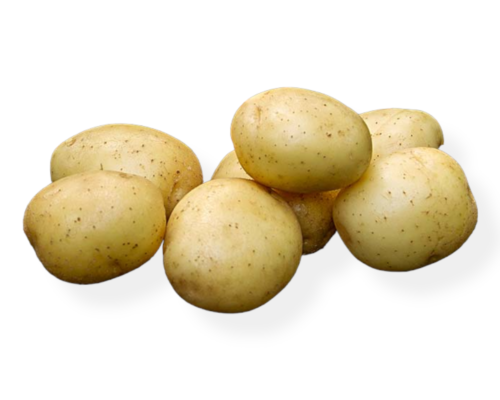 Læggekartoffel Solist Øko 1,5 kg til havebrug.