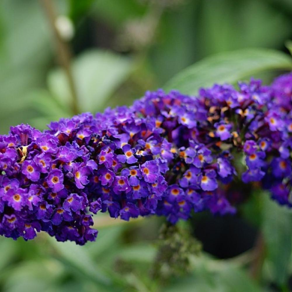 Sommerfuglebusk, Buddleja davidii 'Black Knight'