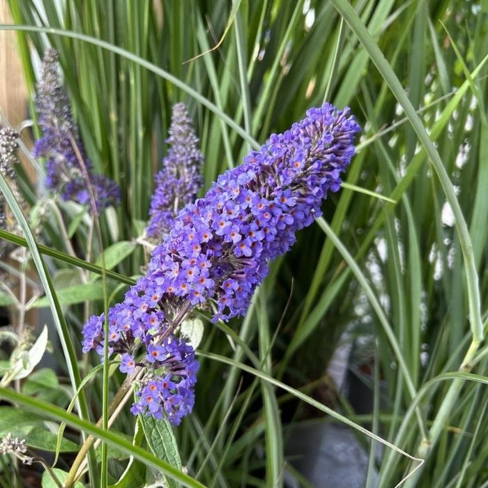 Sommerfuglebusk, Buddleja Dav. Ellens Blue