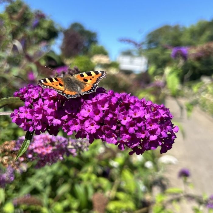 Sommerfuglebusk, Buddleja Dav. Royal Red
