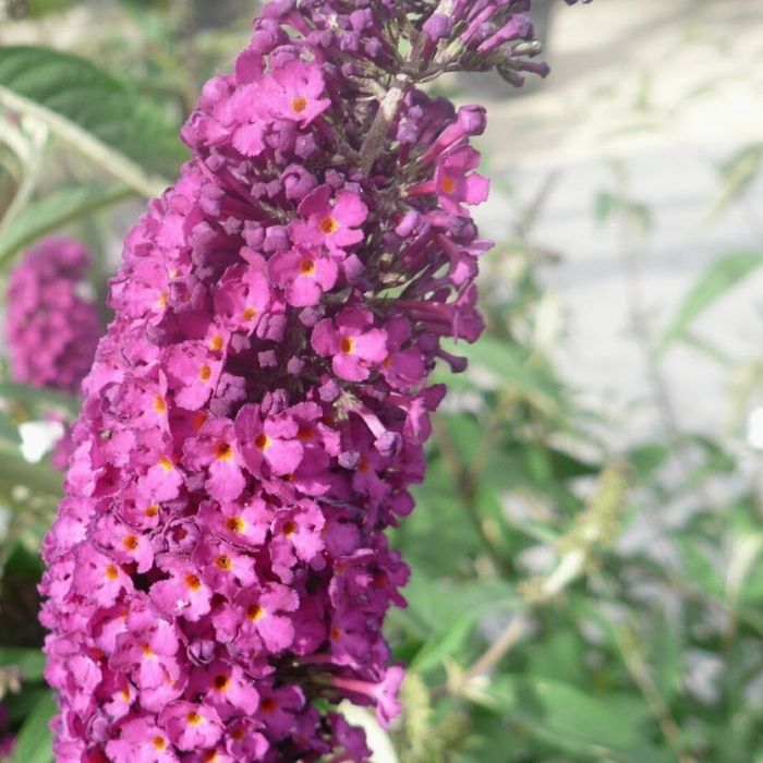 Sommerfuglebusk, Buddleja Dav. Royal Red