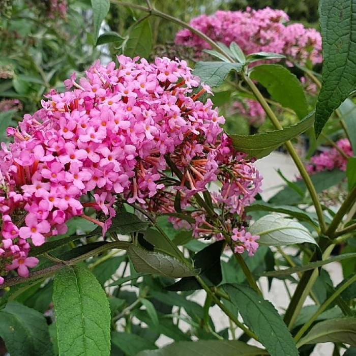sommerfuglebusk, Buddleja Pink Cascade