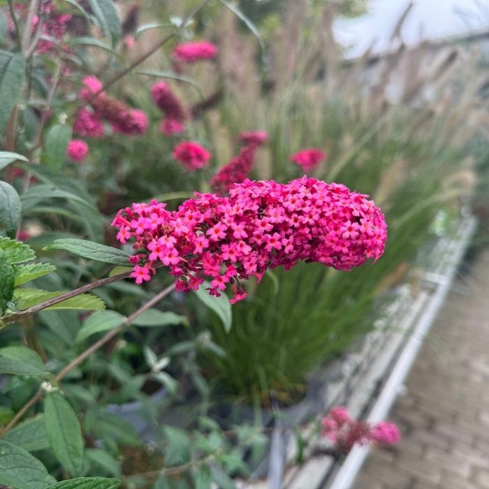 Sommerfuglebusk, Buddleja 'Prince Charming'