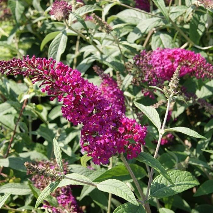 Sommerfuglebusk, Buddleja x 'Miss Ruby'