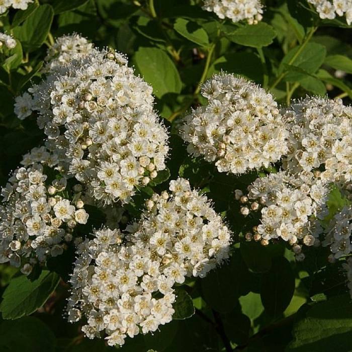 Spiræa, spiraea Betulifolia ´Tor´ - 5 L potte
