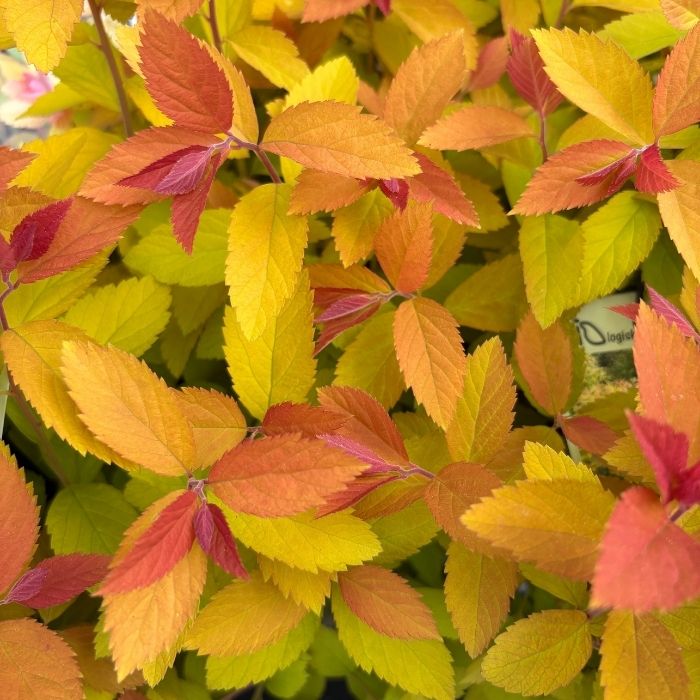 Spiræa, Spiraea Double Play Big Bang Pw - 5 L potte