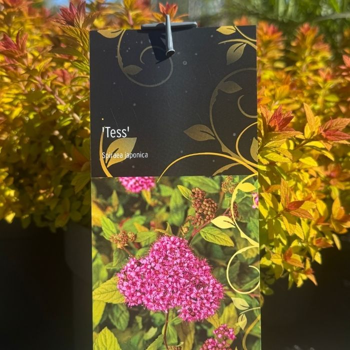 Spiræa, Spiraea japonica 'Tess' - 2,3L potte