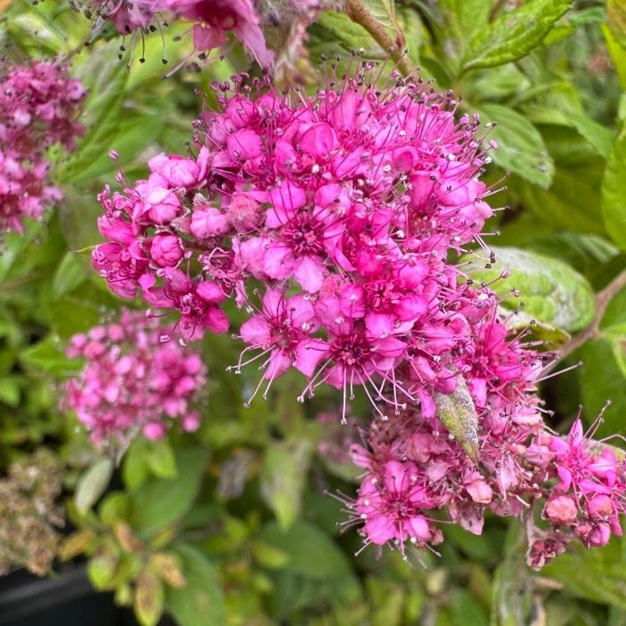 Spiræa, Spiraea japonica 'Tess'