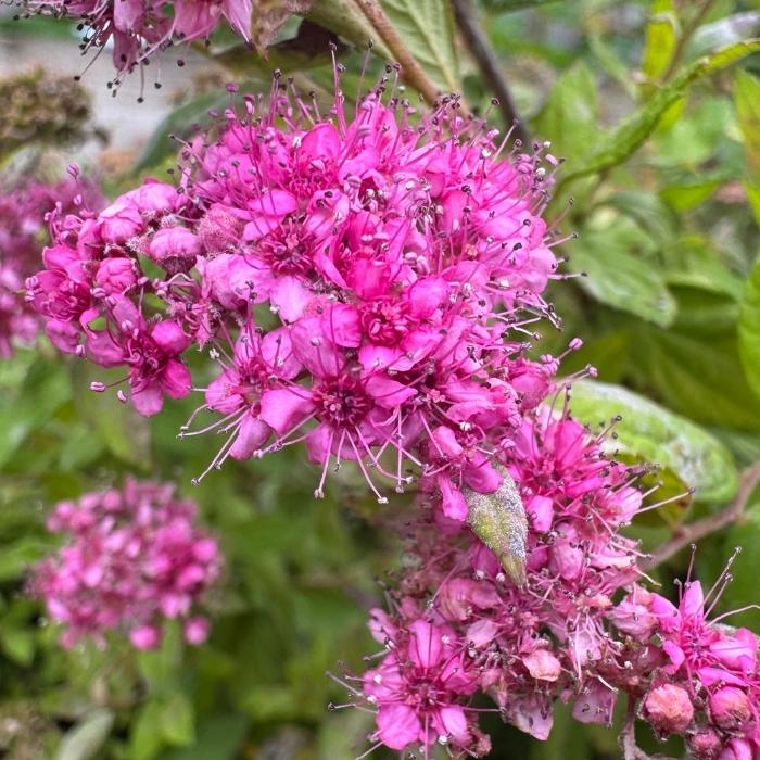 Spiræa, Spiraea japonica 'Tess'