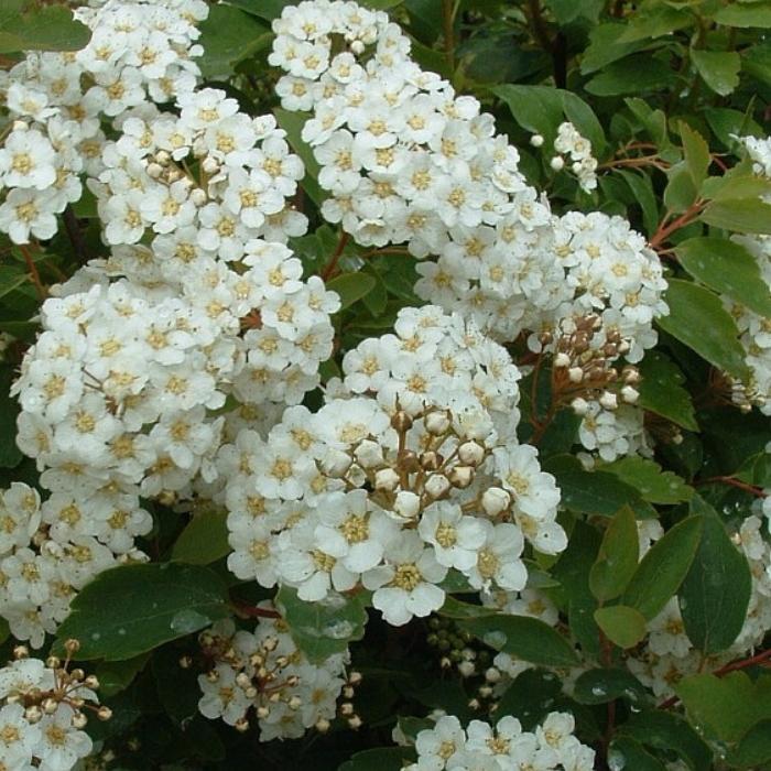 Spiræa, Spiraea Vanhouttei - 5 L potte
