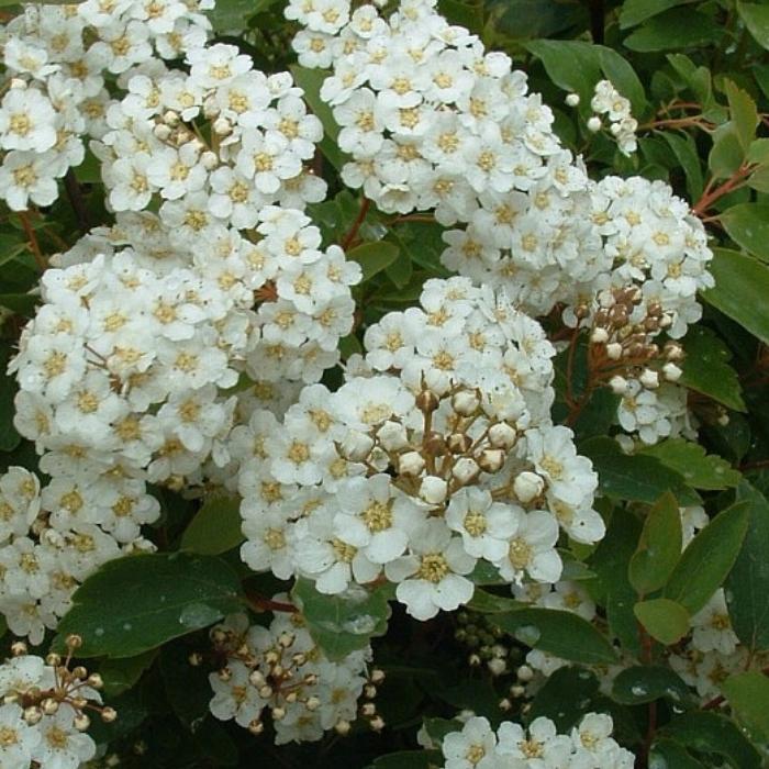 Spiræa, Spiraea vanhouttii 0/1/2H 50-80
