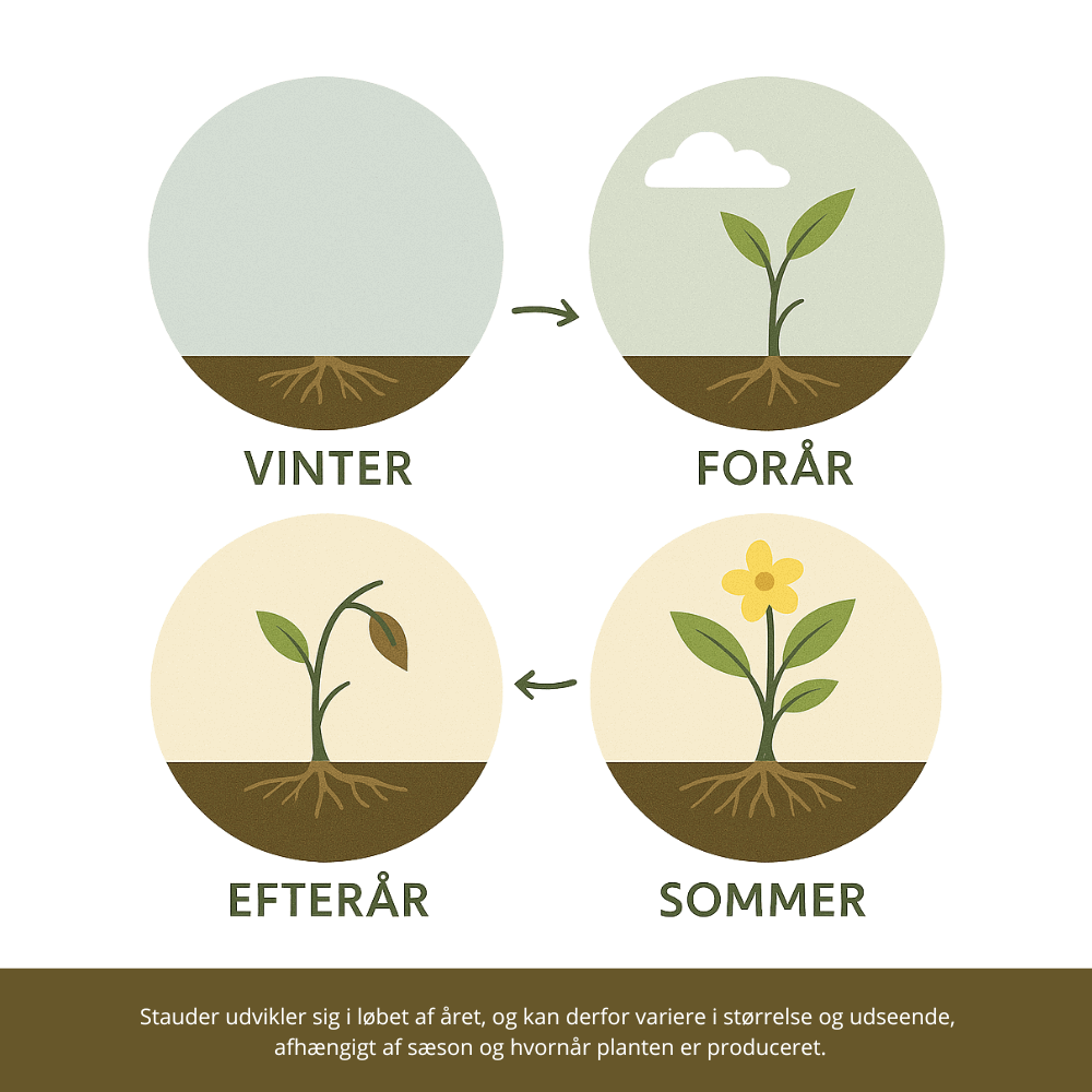 Årshjul for stauder