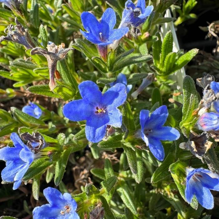 Stenfrø, Lithodora diff. 'Heavenly Blue' - 15 cm potte