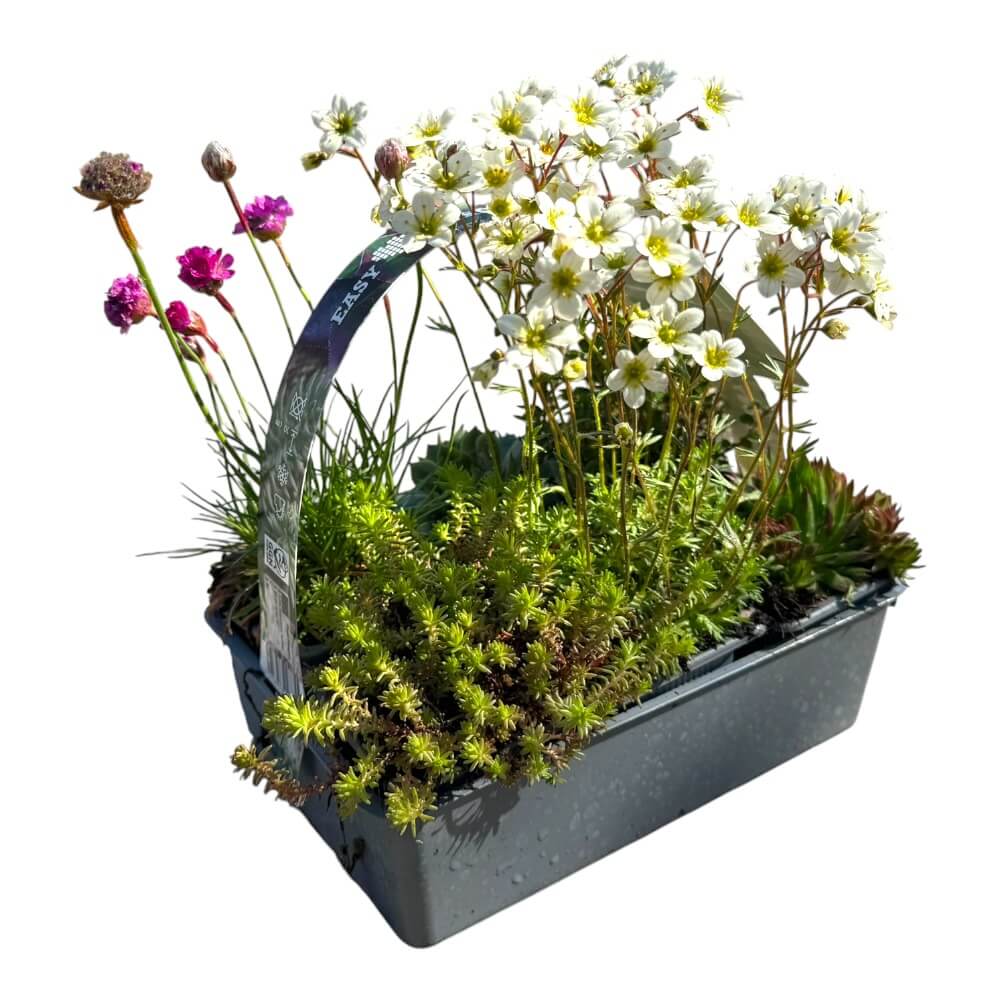Stenplanter, Rock plants MIX - 6 stk.