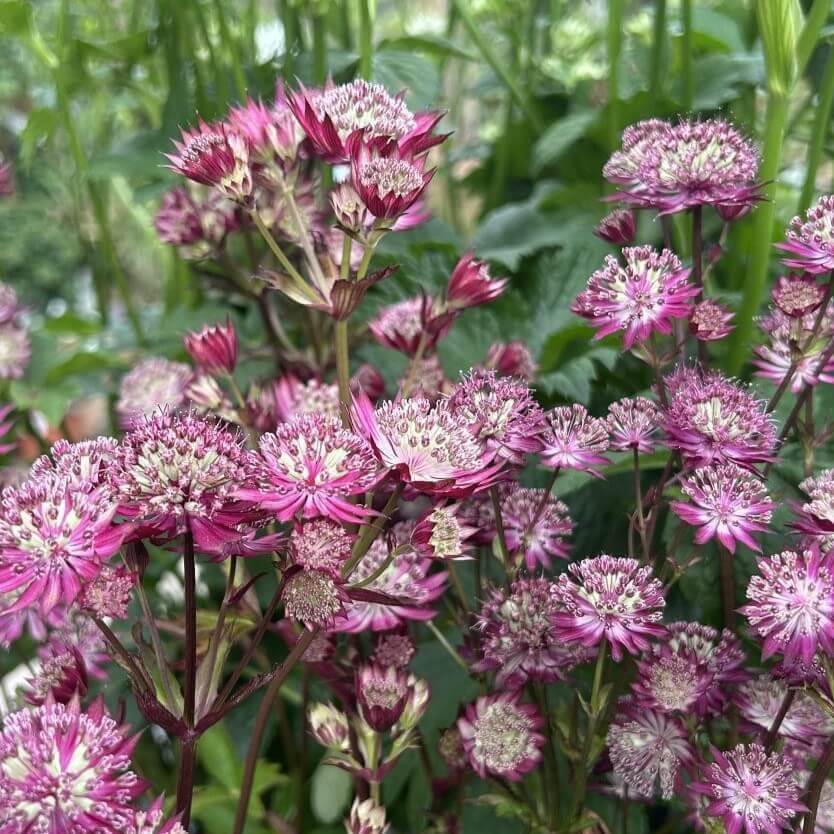 Stjerneskærm ASTRANTIA 'Star of Love' til haven