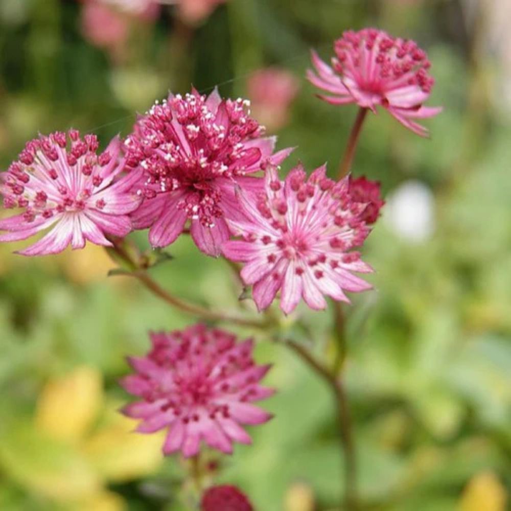 Stjerneskærm ASTRANTIA major 'Venice' til haven