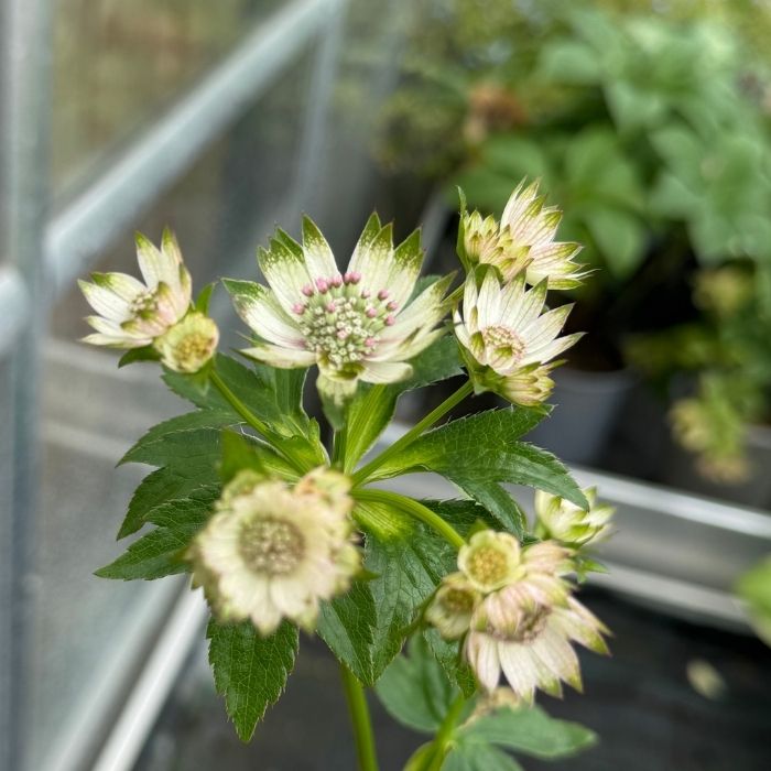 Stjerneskærm, ASTRANTIA h. Star of Billion - 1 L Potte