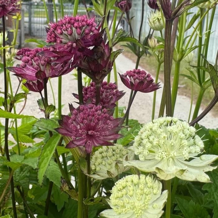 Stjerneskærm, ASTRANTIA major 'Primadonna'