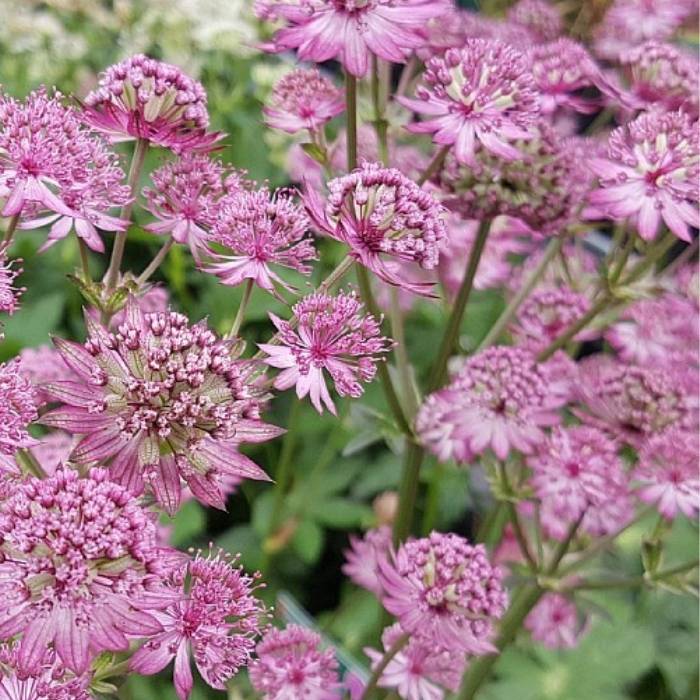 Stjerneskærm, Astrantia Star Of Beauty - 13 cm Potte