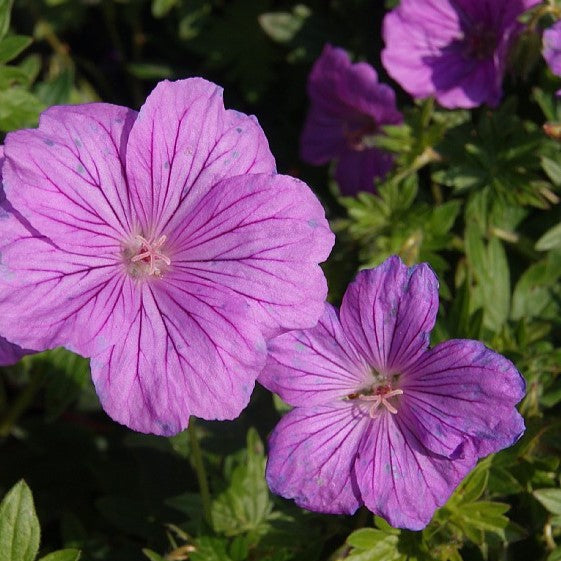 Storkenæb, GERANIUM hyb. 'Blushing Turtle' i 1L potte.