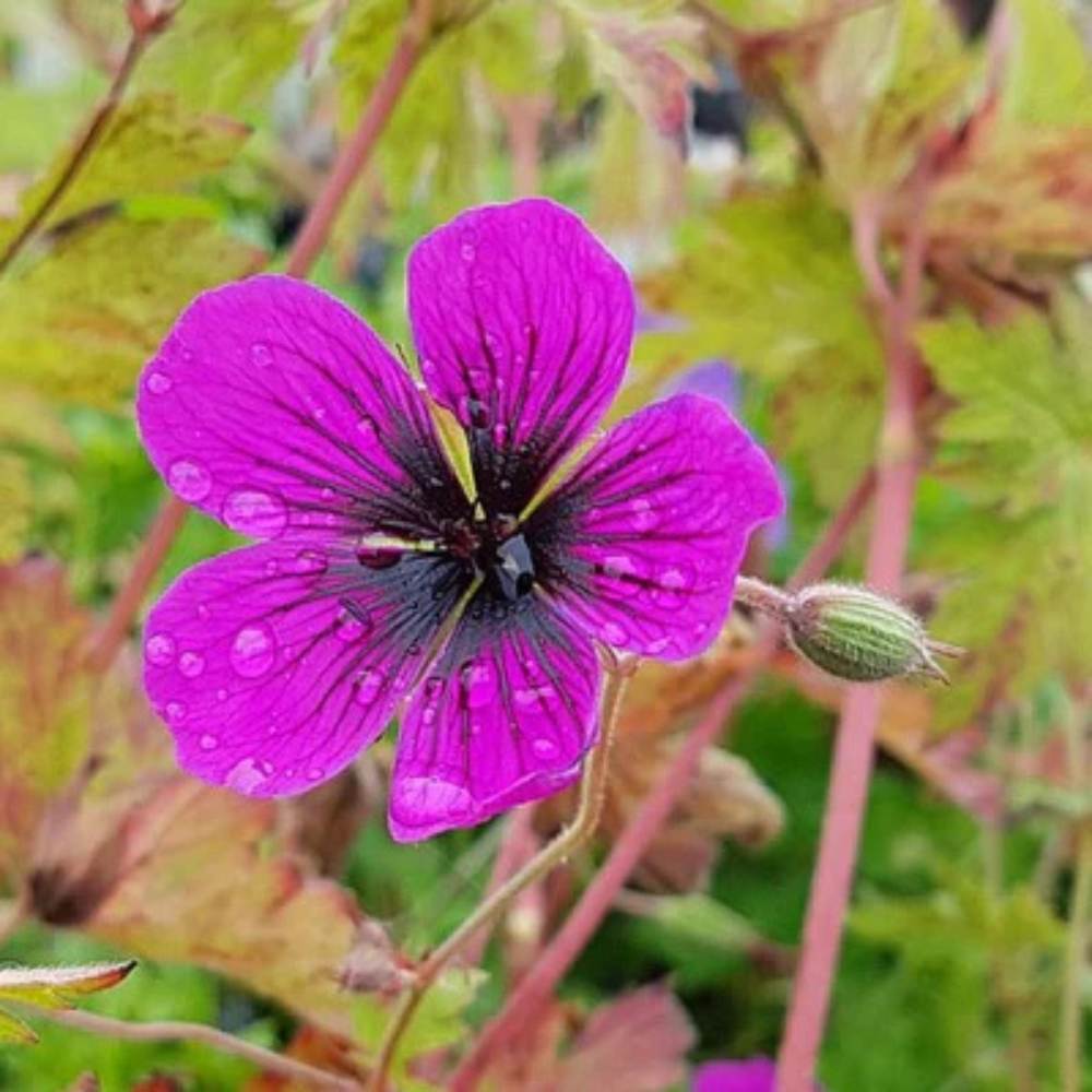 Storkenæb, GERANIUM hybrid Dragon Heart i 1 L potte.