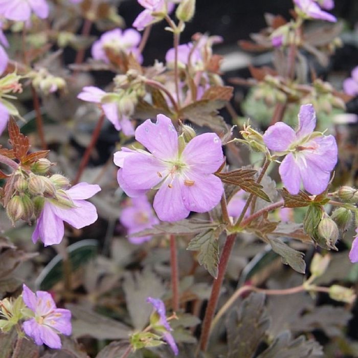 Storkenæb, GERANIUM maculatum Elisabeth Ann