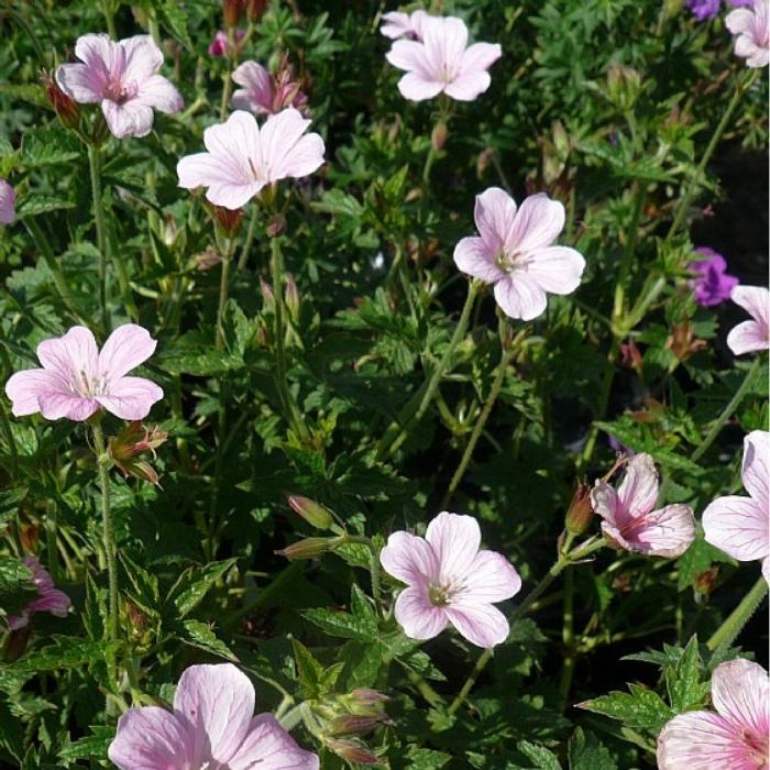 Storkenæb, GERANIUM oxo. Rose Clair