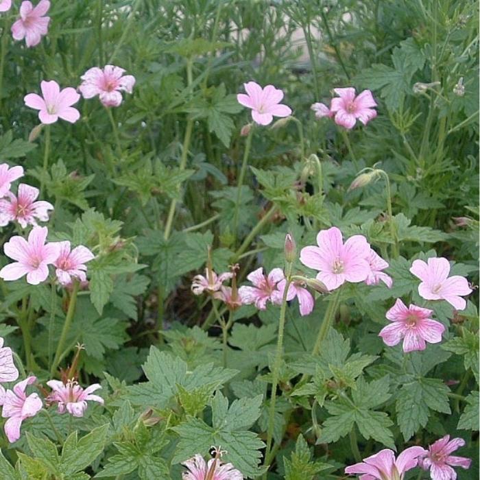 Storkenæb, GERANIUM oxo. Rose Clair
