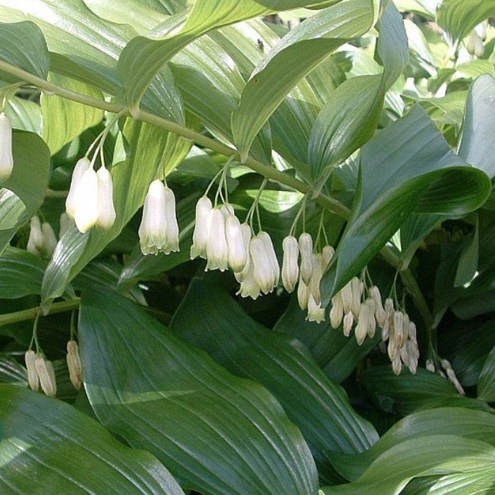 Storkonval, POLYGONATUM multiflorum - 1 L Potte