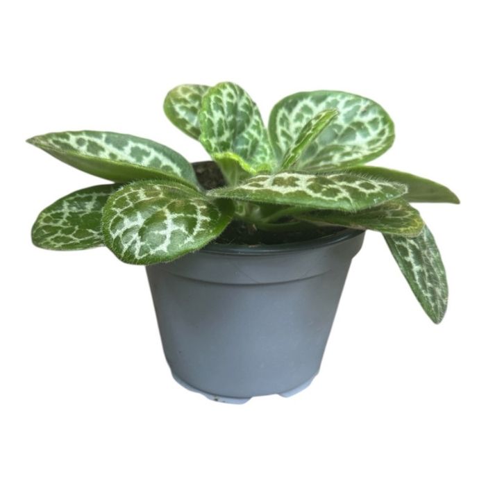 Streptocarpus-hybrid 'Pretty Turtle'