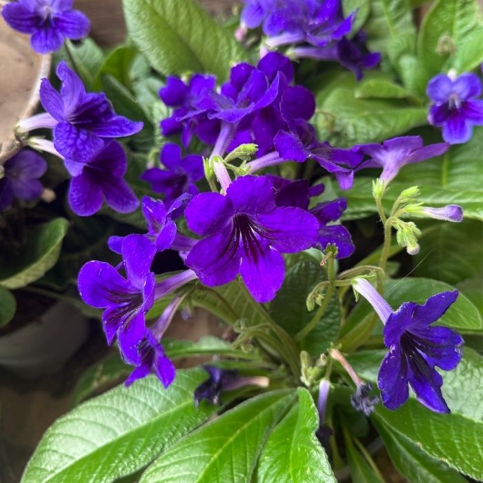 Spiralfrugt, Streptocarpus