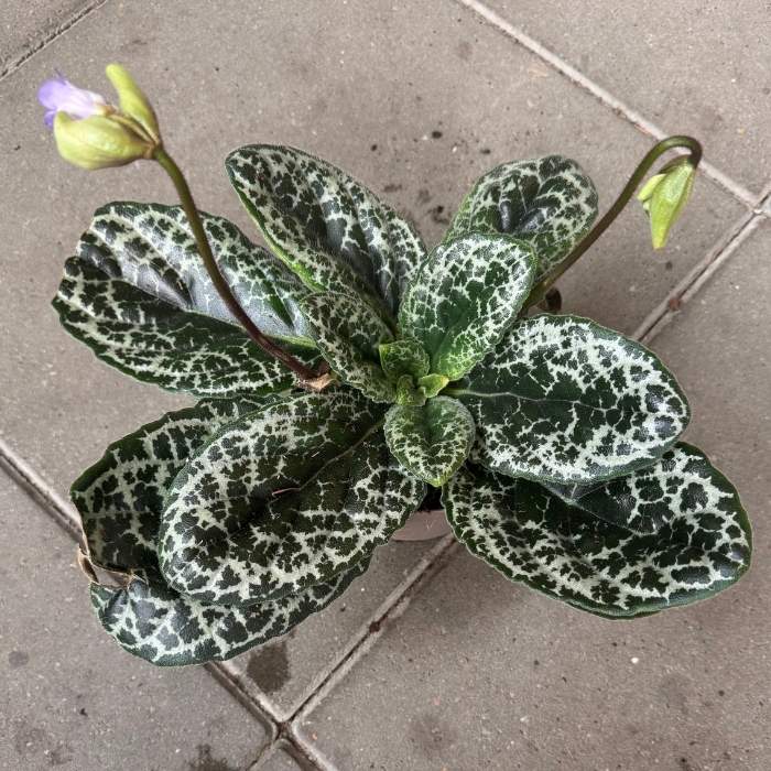 Spiralfrugt, Streptocarpus 'Pretty Turtle' – 14 cm potte