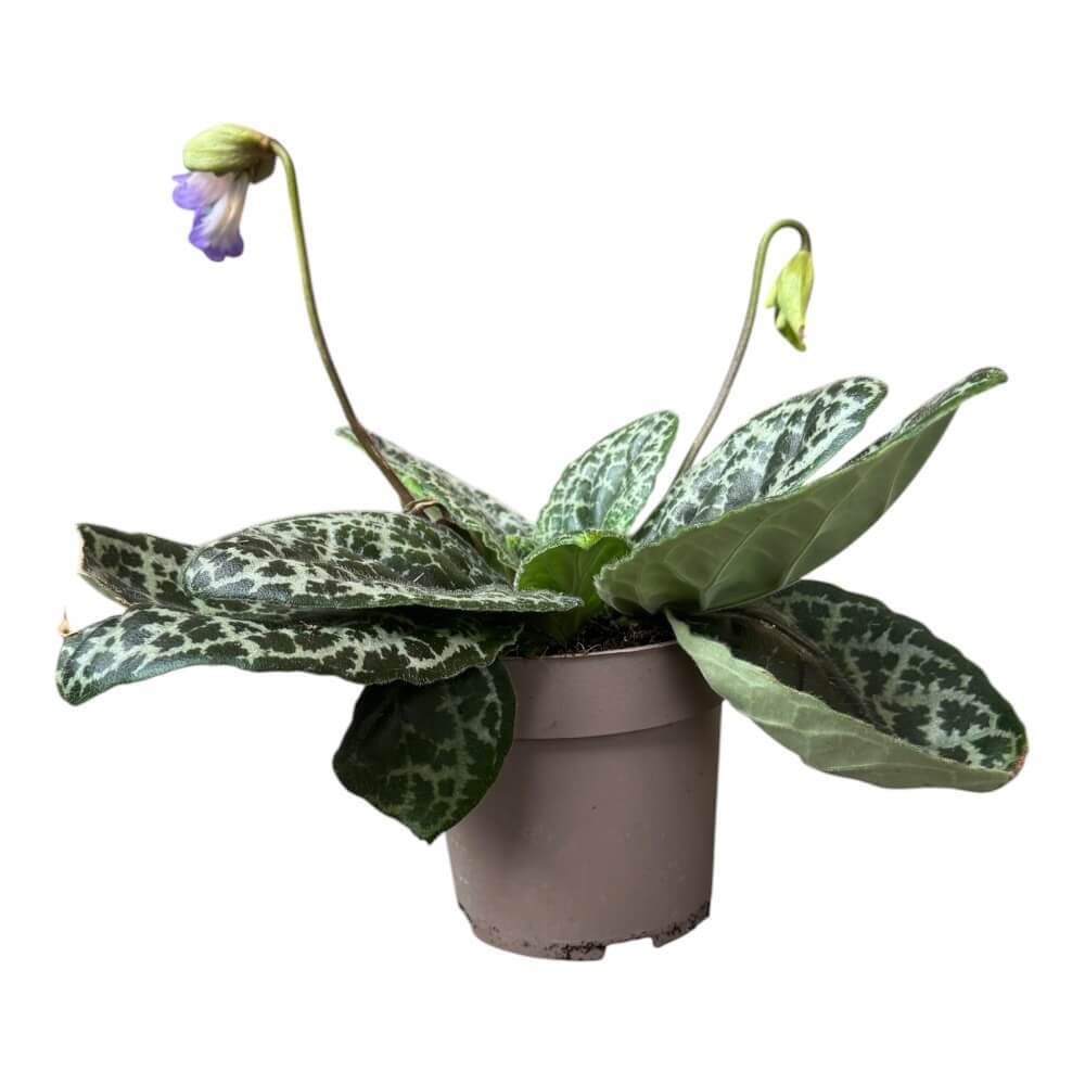 Spiralfrugt, Streptocarpus 'Pretty Turtle' – 14 cm potte