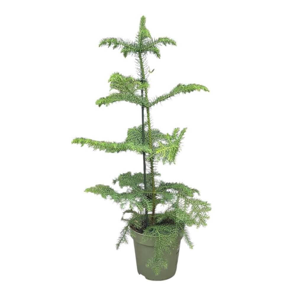 Stuegran, Araucaria - 17 cm potte