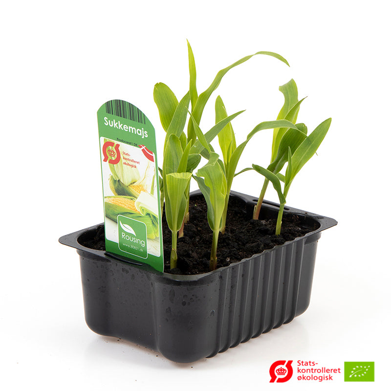 Sukkermajs i kasse - forspiret til køkkenhaven.