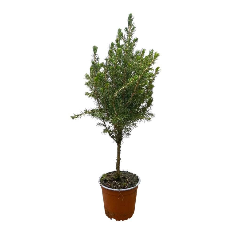 Sukkertopgran, PICEA GLAUCA 'CONICA' - 13 cm potte