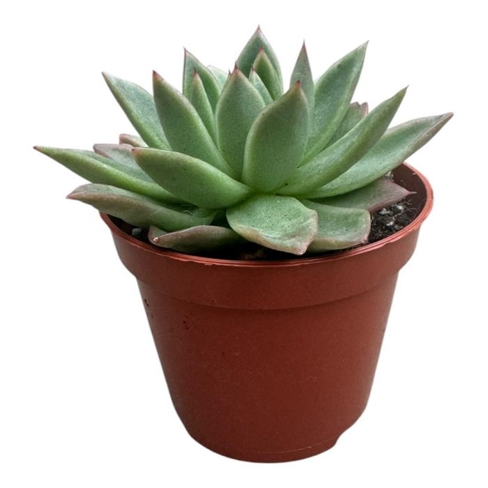 Echeveria agavoides - 8 cm potte