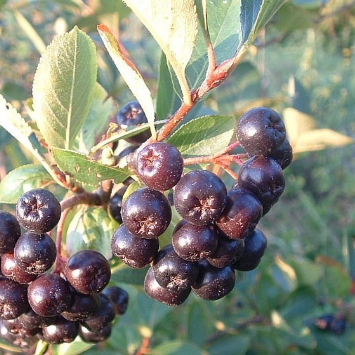 Surbær, Aronia m. 'Aron'