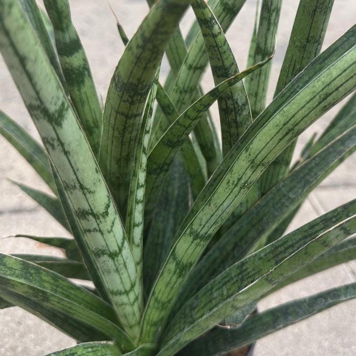 Svigermors skarpe tunge, Sansevieria trif. 'Silver Steel'