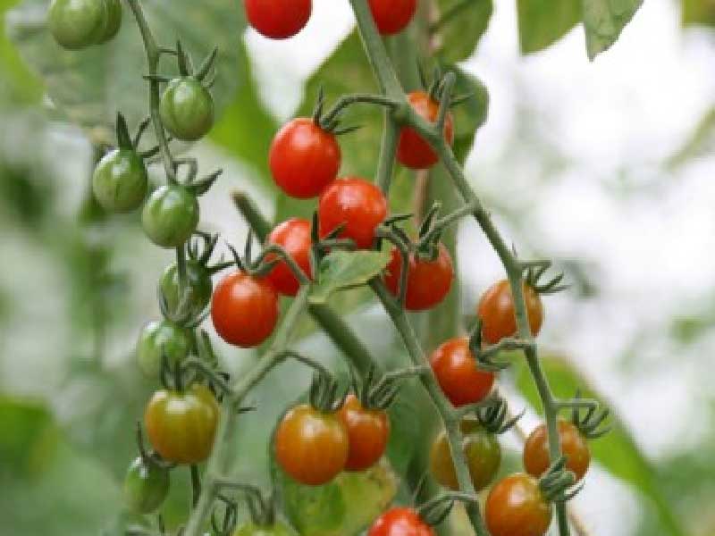 Toftegaard tomatplante til drivhus - Sweet Pea Currant (Ribstomat)