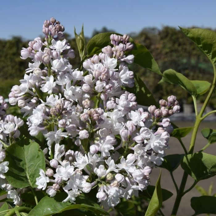 Syren, Syringa Beauty Of Moscow