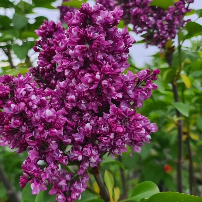 Syren, Syringa Charles Joly - 5 L Potte