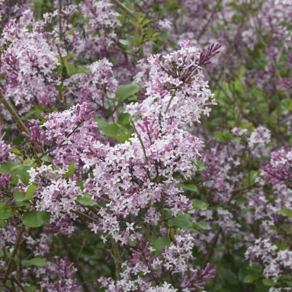 Syren, Syringa meyeri 'Palibin' - 3L potte - 30-40 cm høj