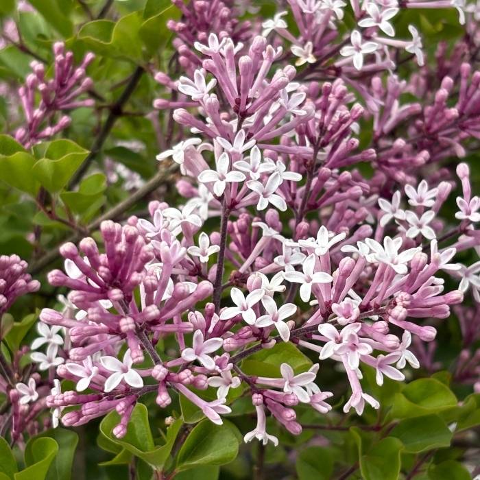 Syren, Syringa meyeri 'Palibin'