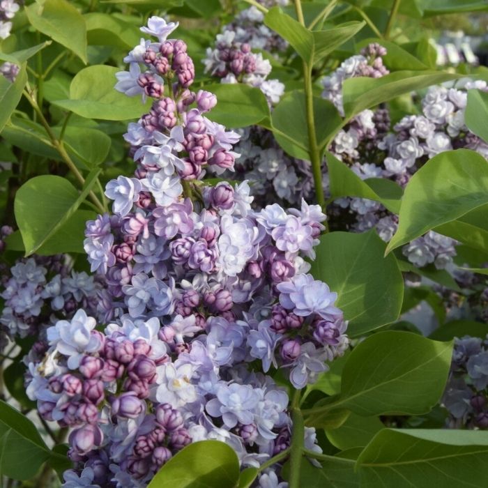Syren, Syringa v. 'Michel Büchner' i 10L potte - h60-80cm