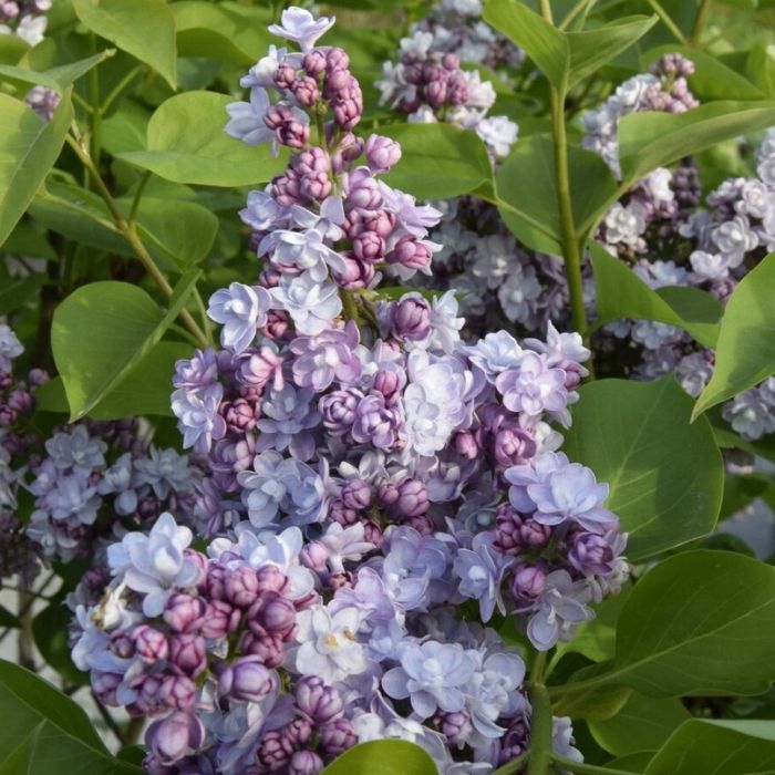 Syren, Syringa Michel Buchner