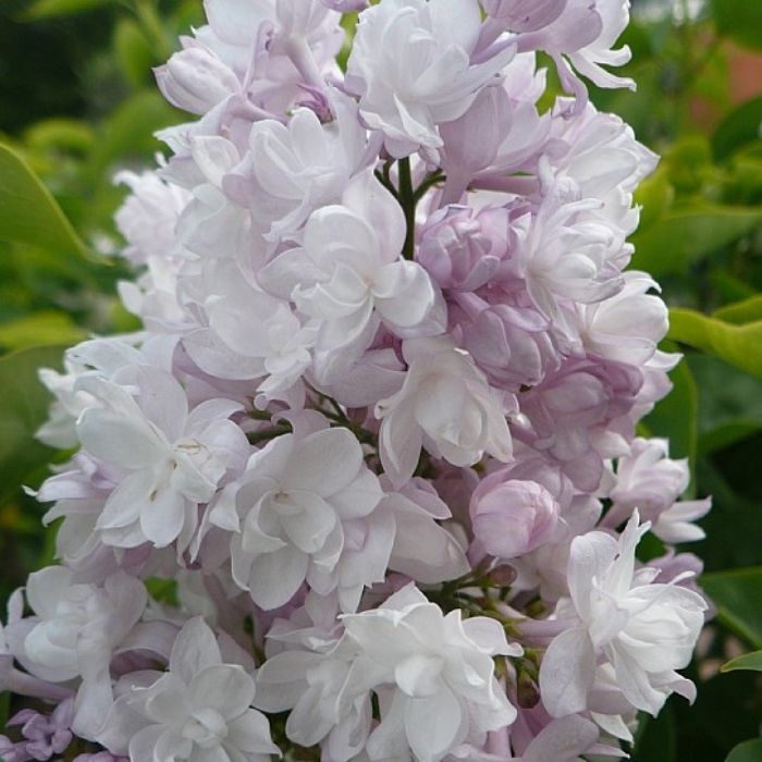 Syren, Syringa v. Beauty of Moscow ('Krasavitsa Moskvy') i 7,5L potte