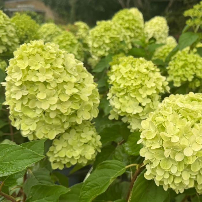 Hydrangea Pan. Limelight® 5 L Potte