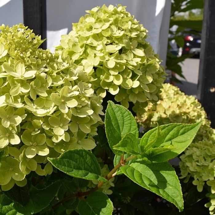 Syrenhortensia, Hydrangea Pan. Little Lime