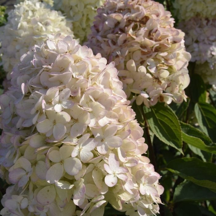 Syrenhortensia, Hydrangea paniculata Magical Andes